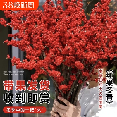 北美冬青红果鲜切花真花鲜花水培插花室内年宵花过年春节花卉盆栽