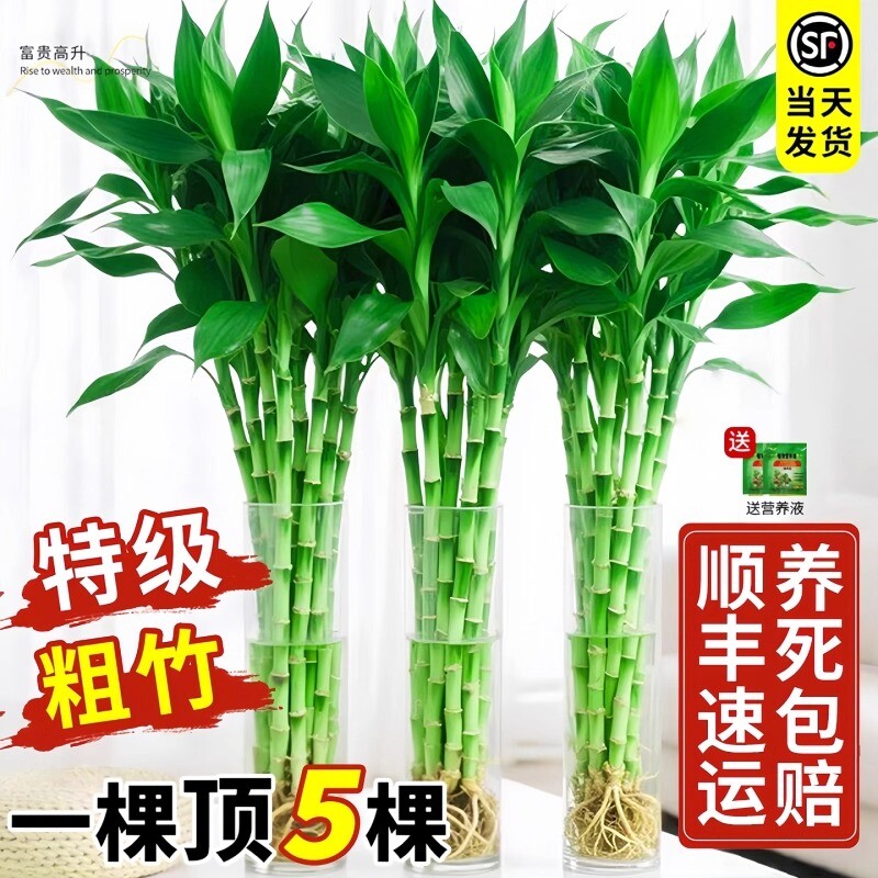 带根水培植物室内绿植客厅盆栽招财粗杆水养竹子阳台桌面大叶卧室