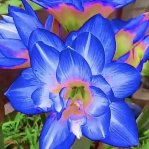 【新品重瓣朱顶红种球】朱顶红四季开花庭院阳台盆栽重瓣植物室内