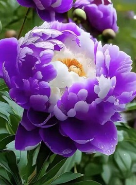 重瓣芍药花苗多层浓香型盆栽地栽四季栽种不怕冻