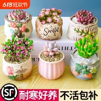 多肉植物組合盆栽肉肉玉露桃蛋陶瓷花盆土新手辦公室創(chuàng)意花卉綠植