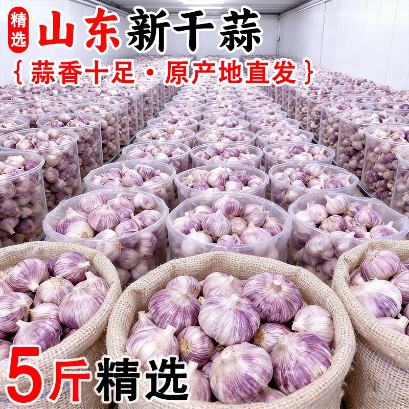 【金乡大蒜】今年大蒜头干蒜新蒜山东紫皮新鲜蔬菜蒜瓣农家批发