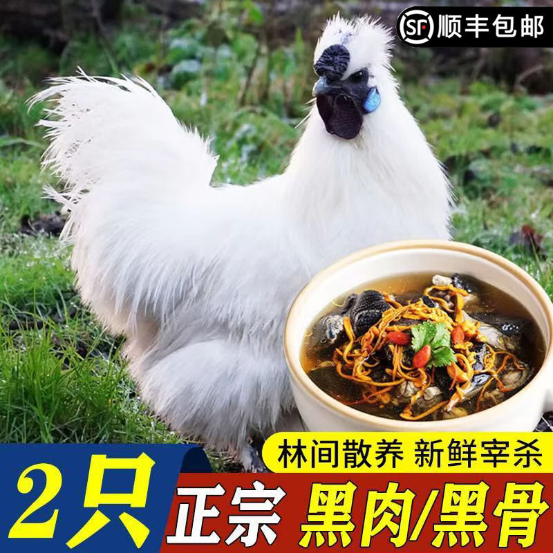 乌鸡新鲜现杀白羽活鸡土鸡农家散养走地鸡母鸡整只正宗乌骨鸡小鸡 - 实物图