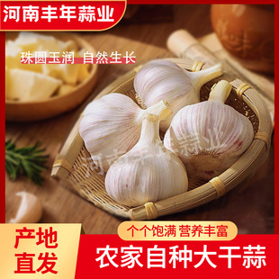 2025年新干大蒜农家新干蒜紫白皮大蒜特价干蒜