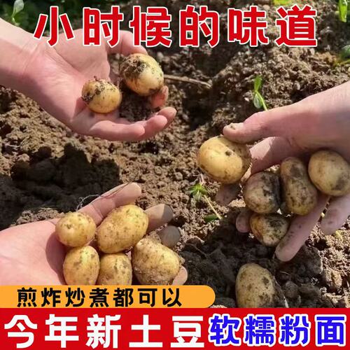 恩施小土豆农家正宗新鲜
