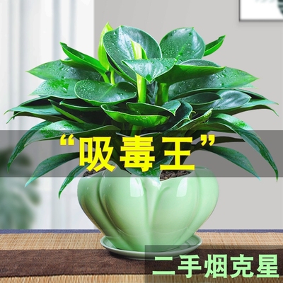 精品金钻绿公主客厅卧室基地直发