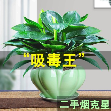 大叶钻盆栽绿萝花卉植物室内花水培绿植多肉好养发财树吸甲醛客厅