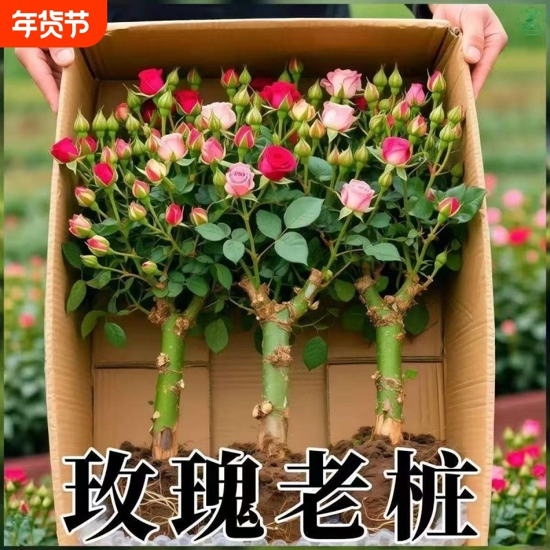 正宗混色玫瑰花苗老桩开花月季花花卉四季老根盆栽室内多色玫瑰花,鲜花速递/花卉仿真/绿植园艺,月季/蔷薇/玫瑰,淘宝优惠券,粉丝福利购,淘宝优惠卷