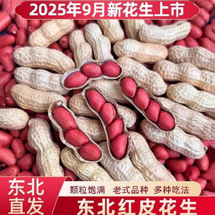 2025年东北红皮花生带壳花生新货四粒红花生米红衣花生新鲜生花生