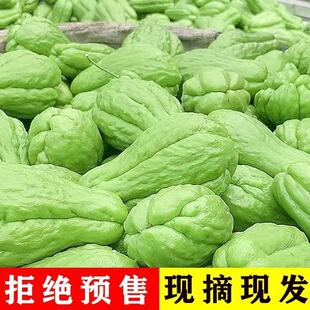 云南佛手瓜鲜新洋瓜应季丰收现摘现发窝瓜农家丝瓜自种蔬菜批发