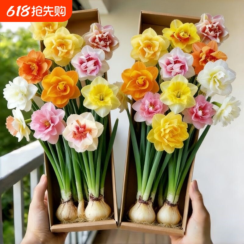 冬季爆款重瓣水仙盆栽花卉夜来香晚香耐寒四季开花年宵花水培客厅
