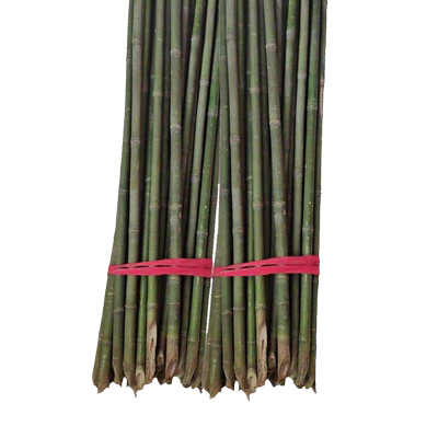 竹竿菜园搭架蔬菜黄瓜竹竿爬藤架