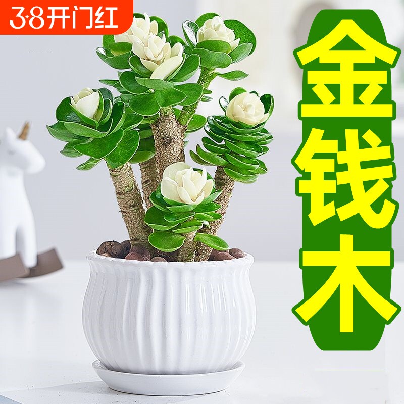 金钱木盆栽发财树老桩多肉植物小金钱树室内招财绿植花卉客厅桌面