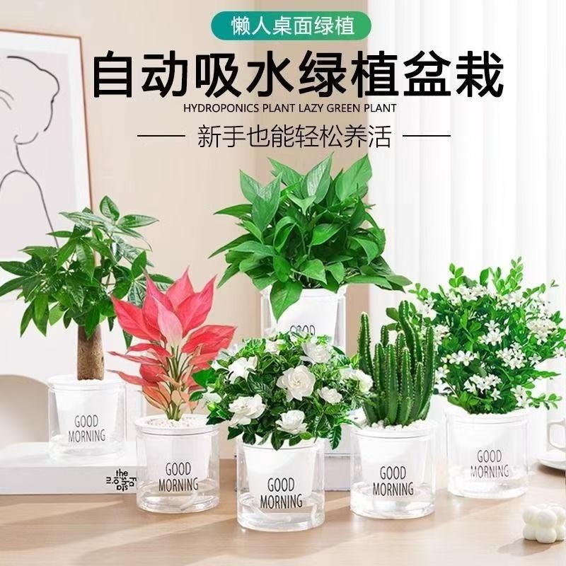 绿萝发财树盆栽吊兰多肉办公室内小绿植驱蚊去除甲醛水培植物花卉