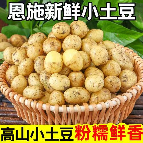湖北恩施富硒小土豆新鲜现挖黄心蔬菜迷你土豆当季马铃薯洋芋