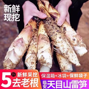 【临安春笋】正宗2026年新鲜采挖天目山农家春笋雷笋多规格可选