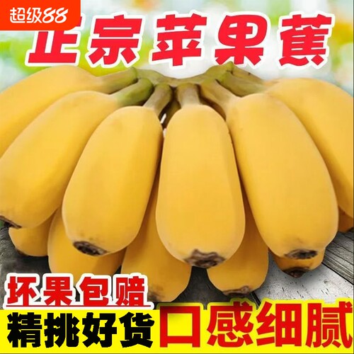 正宗广西苹果蕉新鲜当季水果香蕉芭蕉皇帝蕉自然熟孕妇水果大果