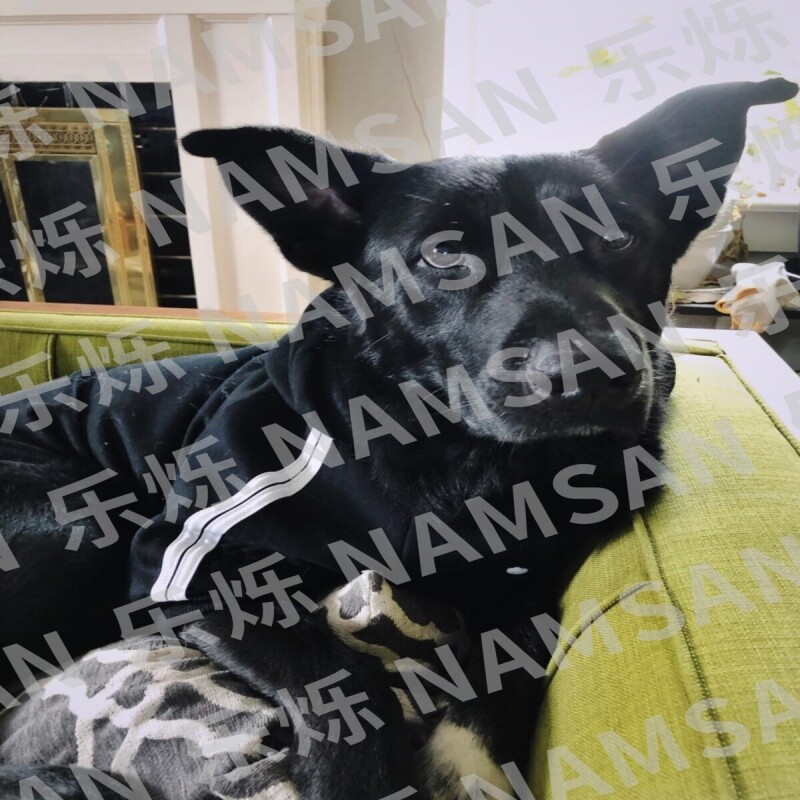 新款宠物衣服金毛萨摩耶犬狗狗服装大狗卫衣纯棉运动服厂家批发图片
