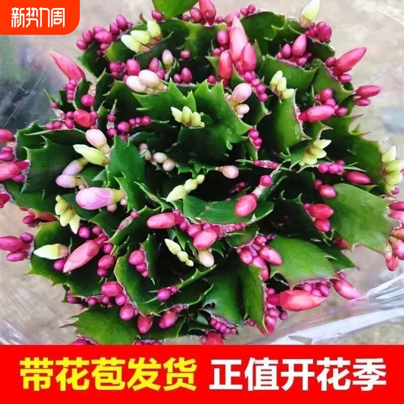 蟹爪兰盆栽带花苞多肉精品老桩新品室内阳台绿植植物带根开花好养