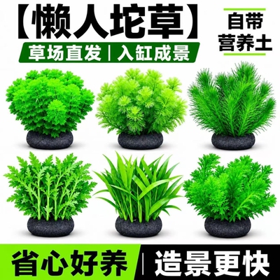 绿菊水草植物生态青竹水罗兰增氧阴性蜈蚣草坨草水培绿植鱼缸造景
