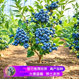 蓝莓苗蓝莓树果苗南北方种植绿宝石薄雾四季结果兔眼特大盆栽果树