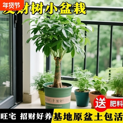 发财树小盆栽摆件办公室内客厅招财树老桩旺宅乔迁之喜绿植物盆景