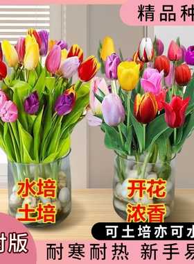 水培郁金香种球室内阳台盆栽载耐寒花卉绿植开花客厅庭院土培室外