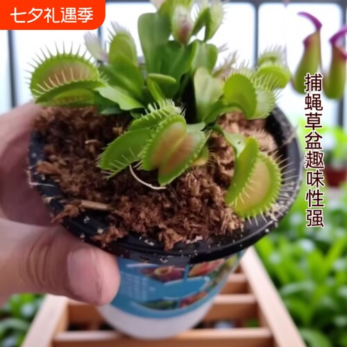 捕蝇草盆栽食虫植物驱蚊草苗多肉植物猪笼草食人花绿植花室内驱虫