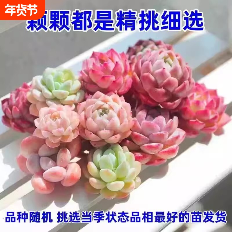 多肉植物桃蛋玉露冰玉橙梦露熊童子红宝石罗宾钱串贵货组合套餐