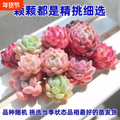 多肉植物贵货组合套餐