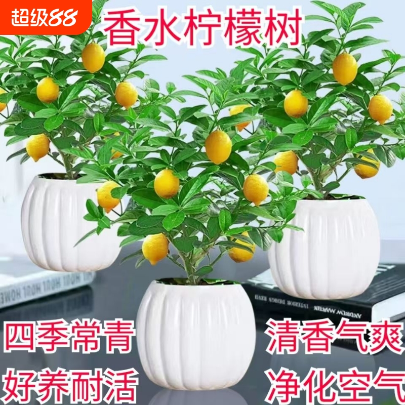 香水柠檬树盆栽室内水培植物净化空气客厅摆放四季绿植开花阳台