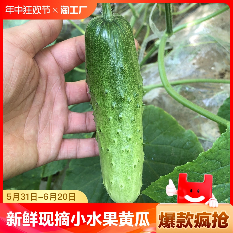 旱黄瓜新鲜现摘东北小水果黄瓜当季蔬菜水果生吃青瓜整箱包邮 水产肉类/新鲜蔬果/熟食 黄瓜 原图主图