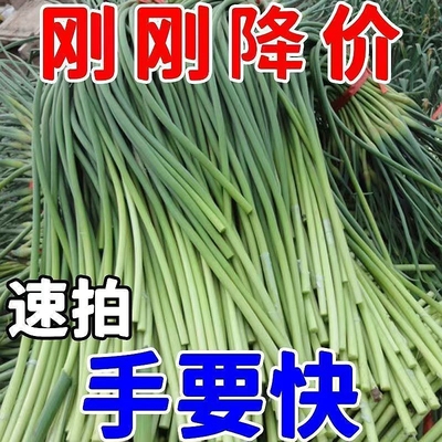 【今年新货】新蒜苔2024新鲜蒜苔嫩蒜苔新鲜批发蒜薹蒜毫当季蔬菜