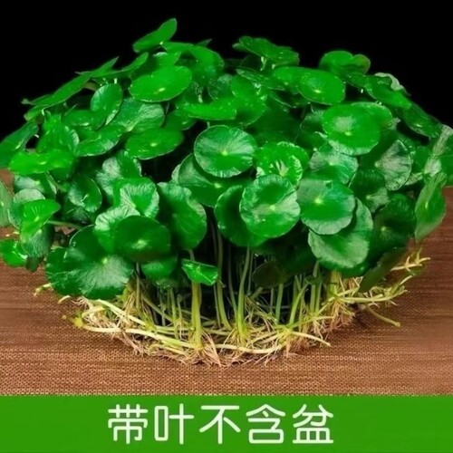 铜钱草水培植物室内盆栽客厅桌面金钱草水养植物好养花卉绿植土培