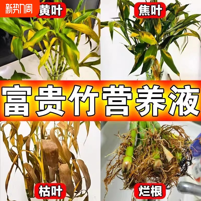 富贵竹专用营养液急救叶子发黄转运竹水培植物竹子防烂根黄叶肥料