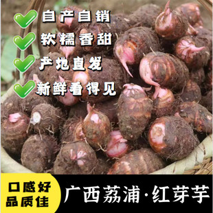 广西荔浦红芽芋新鲜小香芋艿毛芋子农家牛奶油小芋头仔 粉糯香