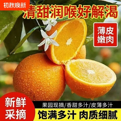 正宗湖北秭归夏橙脐橙橙子旗官方旗舰店新鲜水果甜现摘春橙大果