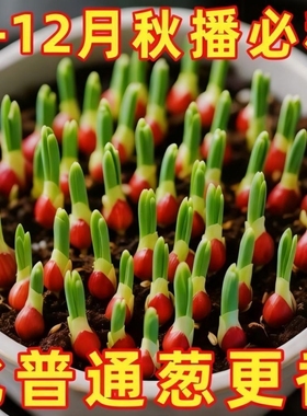 四季小香毛葱红葱头香毛葱头耐热易活蔬菜苗葱头种子四季种植葱头