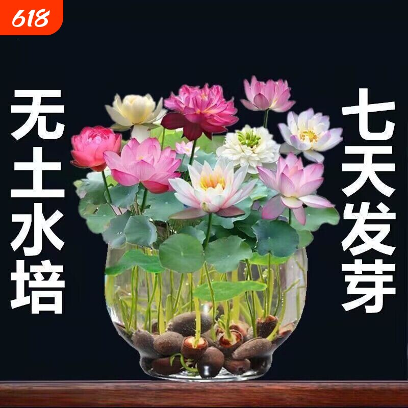 鱼缸水草种子水培真草养鱼碗莲种籽装饰造景植物固定景观水质观赏
