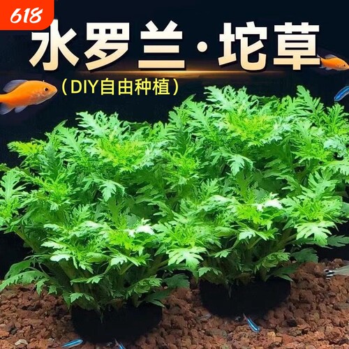 水罗兰坨草组合浮萍水草鱼缸专用造景增氧阴性养鱼生态缸水培绿植