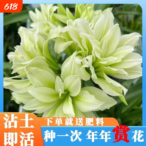 重瓣朱顶红大花开花阳台庭院耐寒盆栽耐阴客厅多年生童话双绿土培