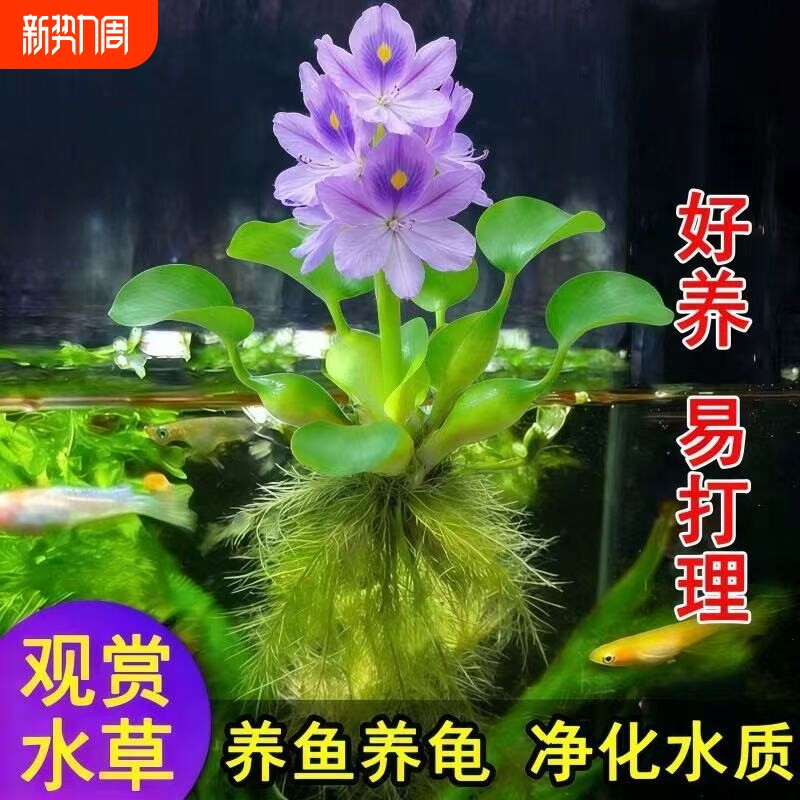 凤眼莲水草浮萍鱼缸乌龟虾花卉鱼池塘净化水生植物种苗莲花水葫芦