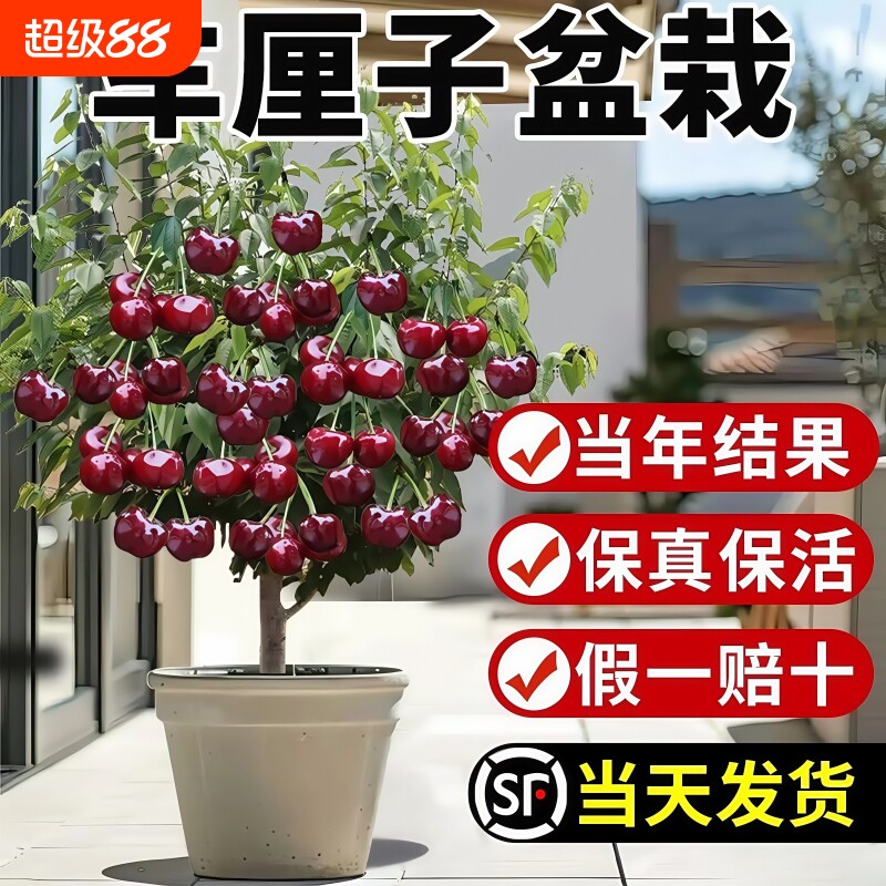 正宗车厘子树苗樱桃树苗庭院别墅盆栽地栽南北方种植嫁接果树果苗