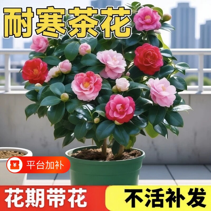 茶花树苗四季带花苞盆栽耐寒花卉室内绿植开花不断五色易养活