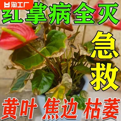 红掌专用肥料营养液叶子发黄黑斑枯萎急救黄叶病药火鹤白掌杀菌剂