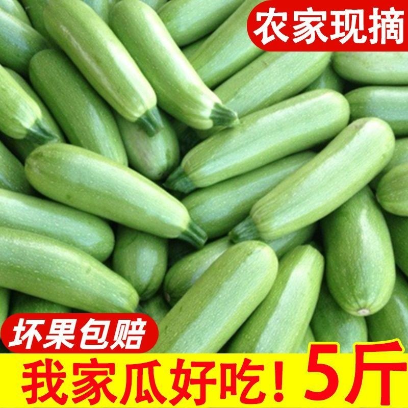 云南新鲜西葫芦三月瓜小瓜瓜脆嫩现摘当季蔬菜整箱批发价包邮,水产肉类/新鲜蔬果/熟食,西葫芦,淘宝优惠券,粉丝福利购,淘宝优惠卷