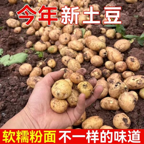 恩施富硒黄心小土豆新鲜