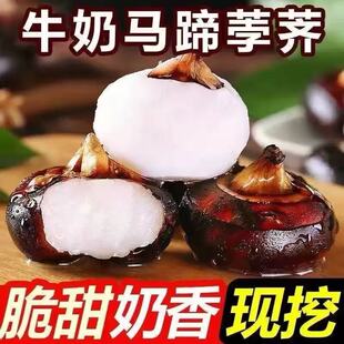 新鲜马蹄荸荠地栗地梨5斤农家自种现挖应季水果蔬菜生吃脆甜多汁