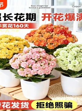 长寿花带花苞盆栽重瓣变色龙金狐狸室内绿植好养四季开花卉植物