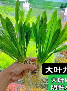 大叶九冠绿水草|回头客超1000人